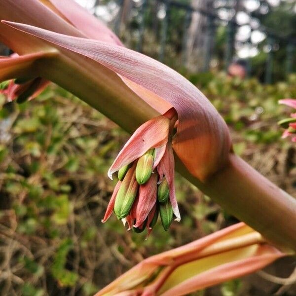 Beschorneria yuccoides 花