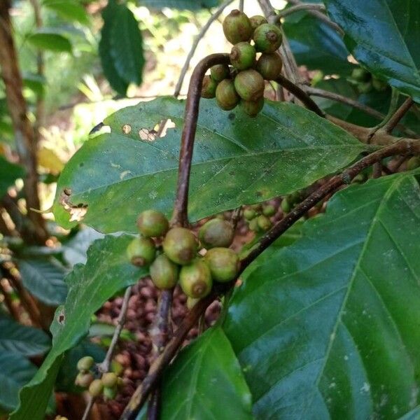 Coffea canephora Vrucht