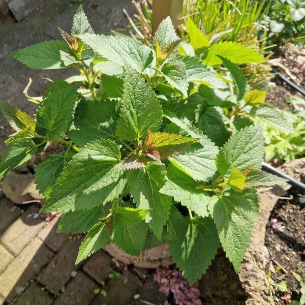 Agastache foeniculum Leaf