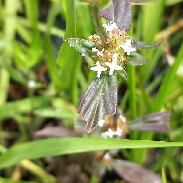 Spermacoce remota Blomst