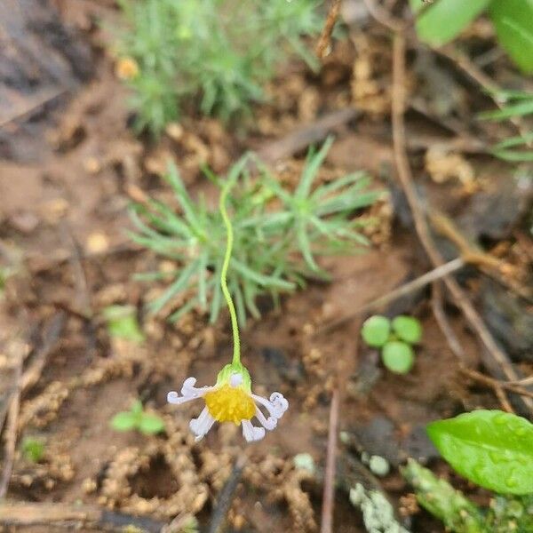 Felicia abyssinica Blomma