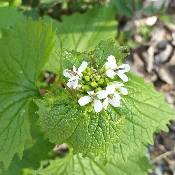 Alliaria petiolata Flor