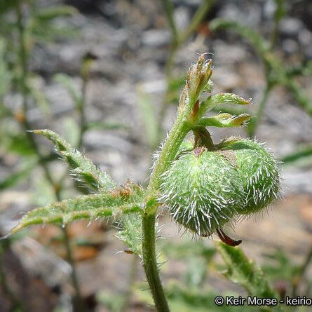 Tragia ramosa Fruit