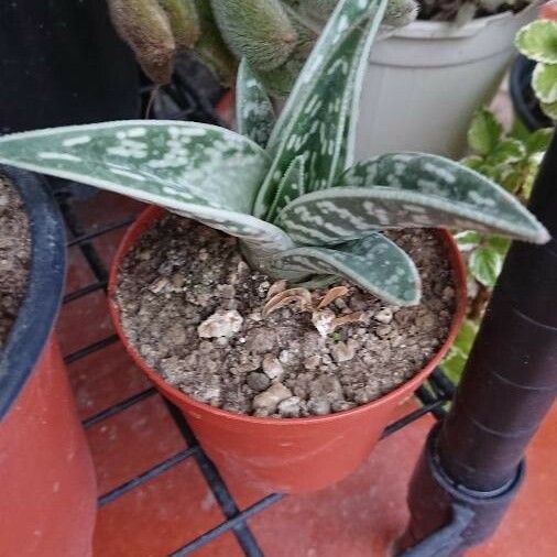 Aloe variegata Φύλλο