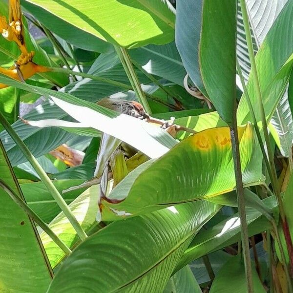 Heliconia psittacorum Leaf