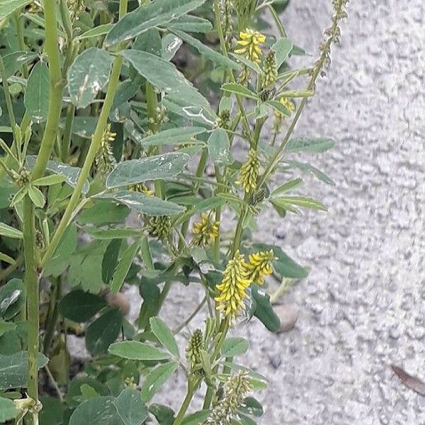 Melilotus indicus Flower