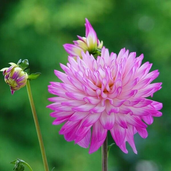 Dahlia × cultorum Flower