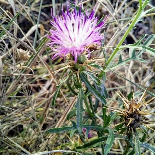 Centaurea calcitrapa Lorea