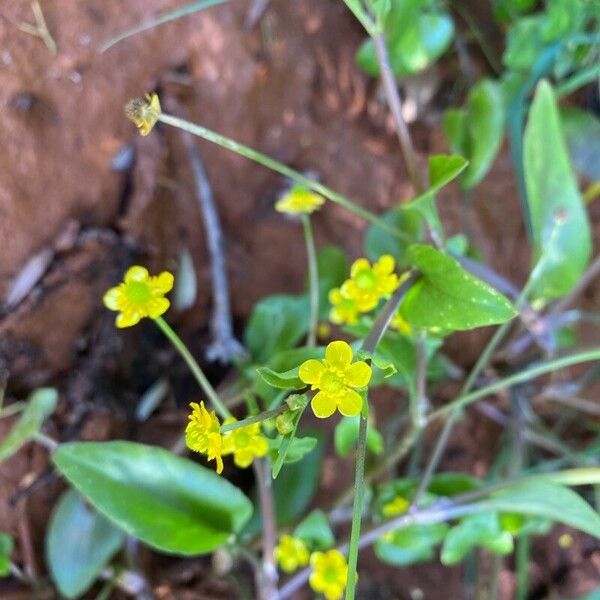 Ranunculus ophioglossifolius Flors