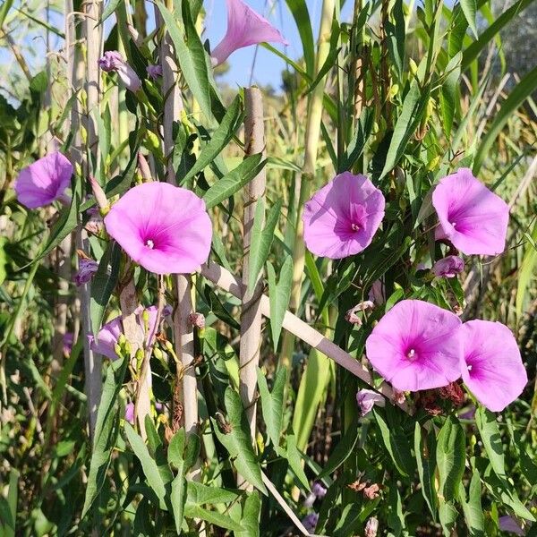 Ipomoea sagittata Habitat