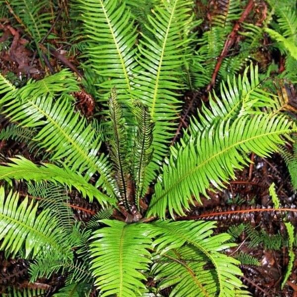 Blechnum nudum