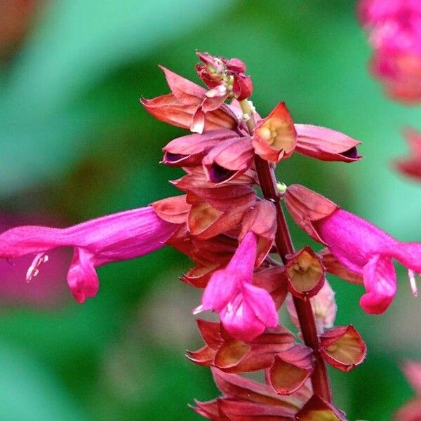 Salvia splendens ᱮᱴᱟᱜ