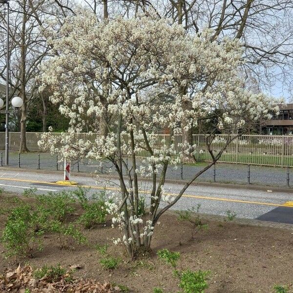 Amelanchier × lamarckii Pokrój