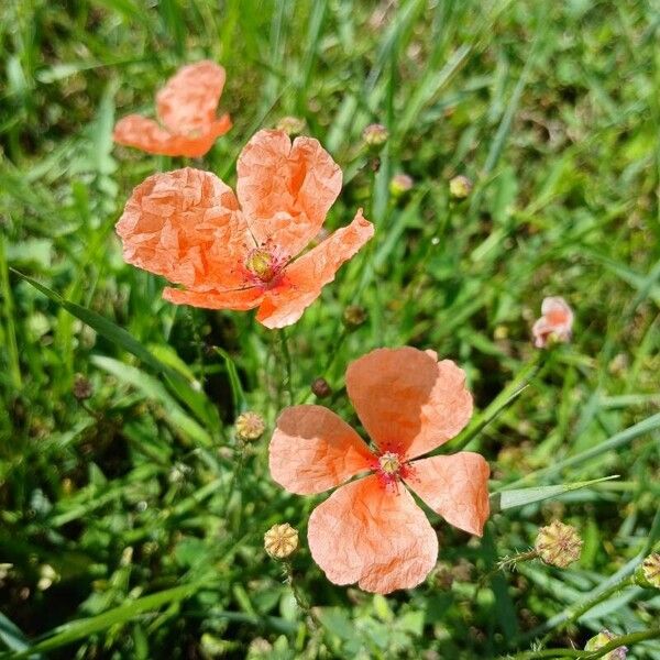 Papaver dubium Blüte