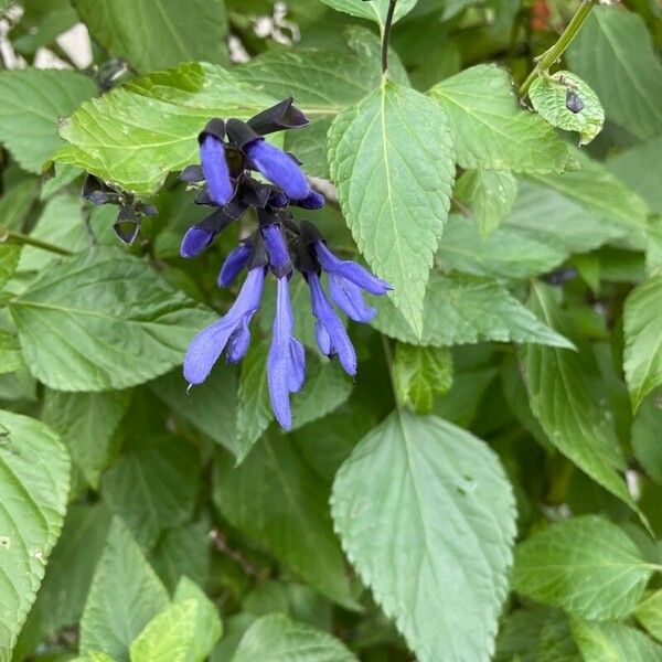 Salvia guaranitica Flower