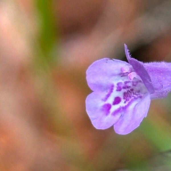 Clinopodium menthifolium Květ