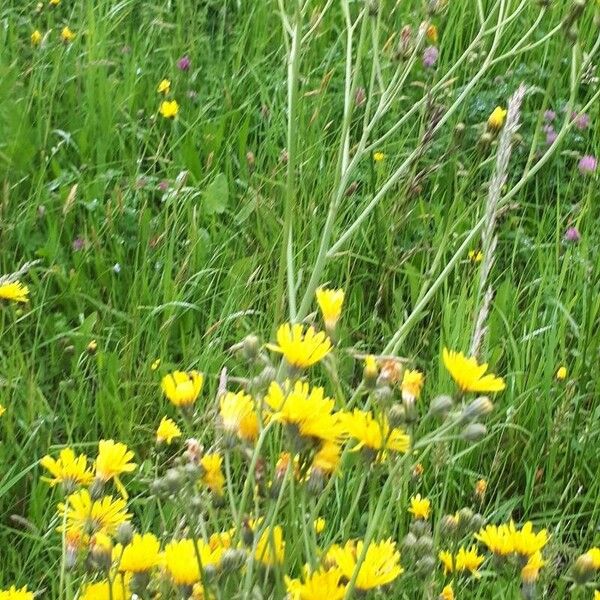 Crepis nicaeensis फूल