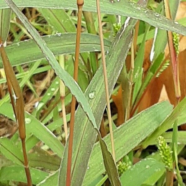 Setaria verticillata Blad