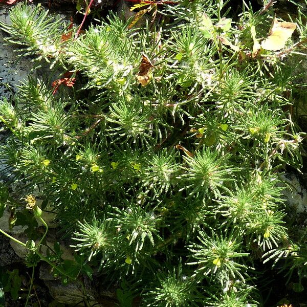 Ajuga chamaepitys Bark