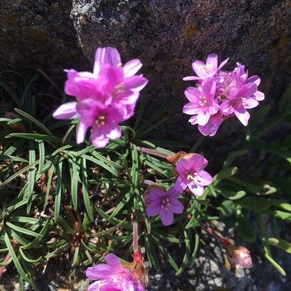 Armeria malinvaudii Floare