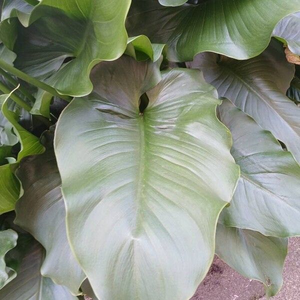 Zantedeschia aethiopica Leaf