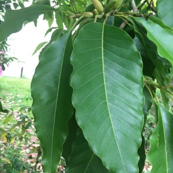 Magnolia champaca Liść