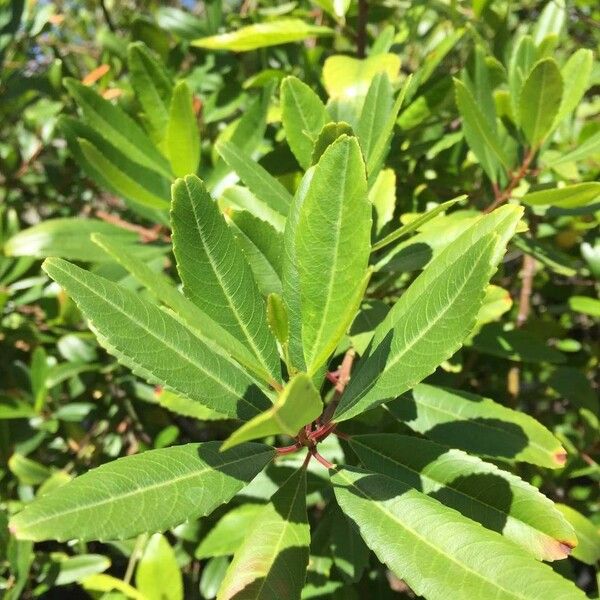 Noltea africana Foglia