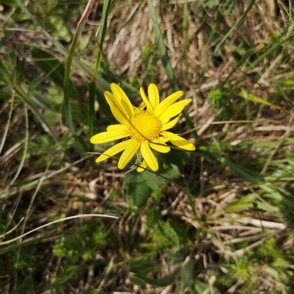 Senecio scopolii फूल