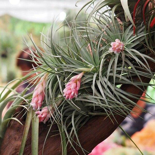 Tillandsia stricta Virág