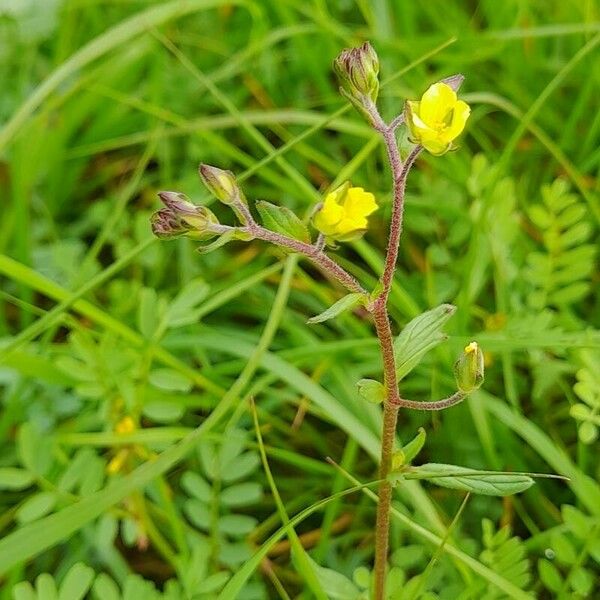 Helianthemum salicifolium عادت