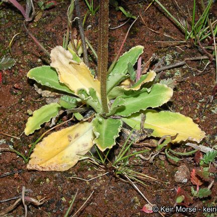 Primula clevelandii Hábito