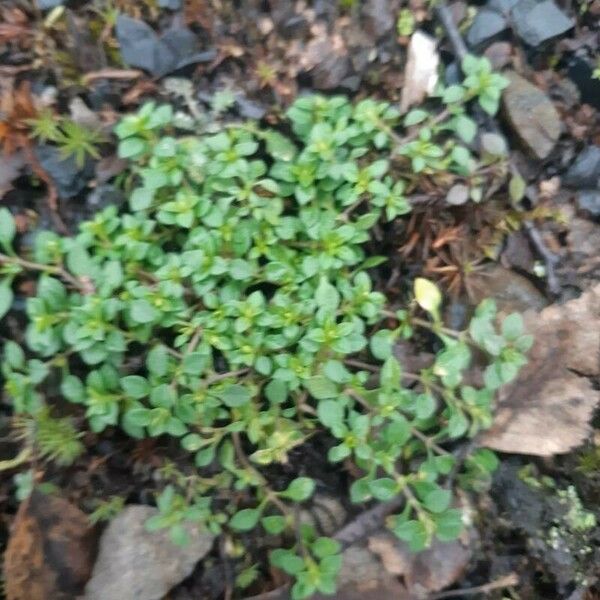 Arenaria serpyllifolia Lapas