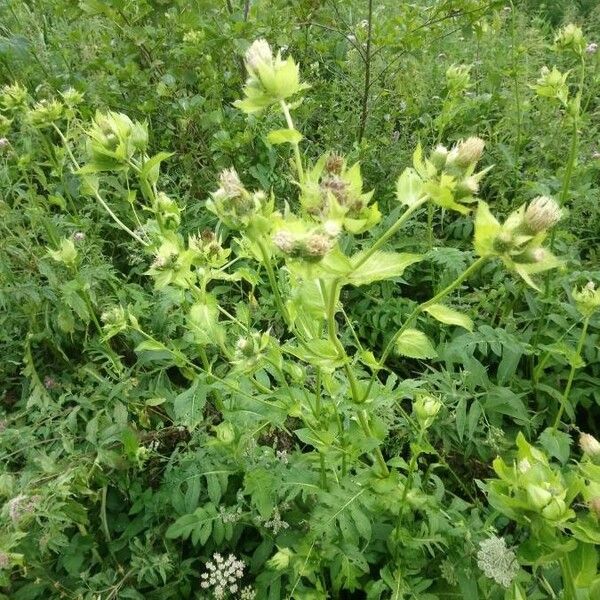 Cirsium oleraceum Květ