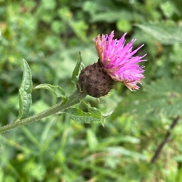 Centaurea nigra 花