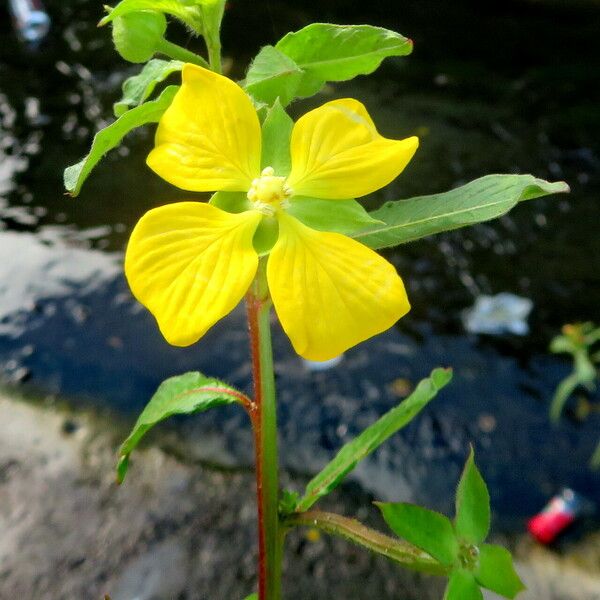 Ludwigia octovalvis Habitus