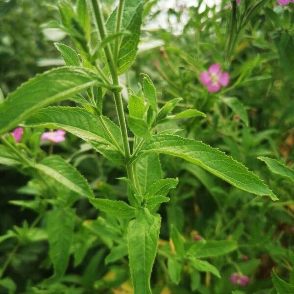 Epilobium hirsutum পাতা