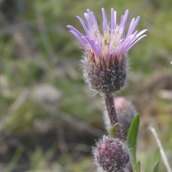 Erigeron acris Fiore