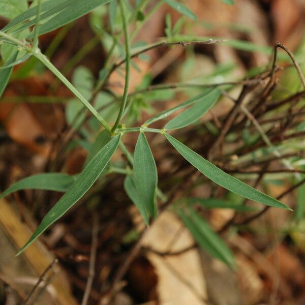 Lathyrus palustris Blad