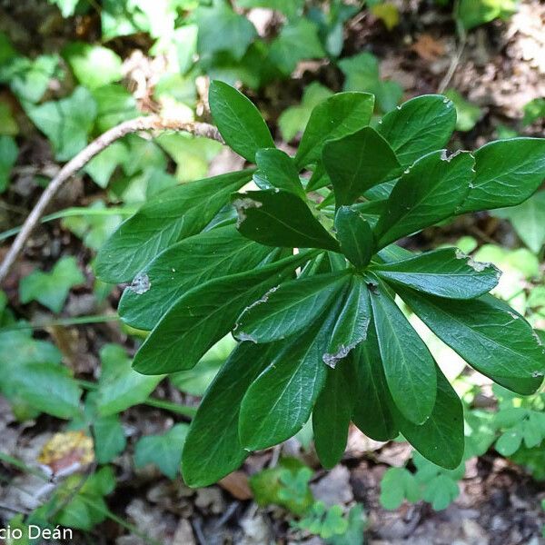 Daphne laureola Цветок