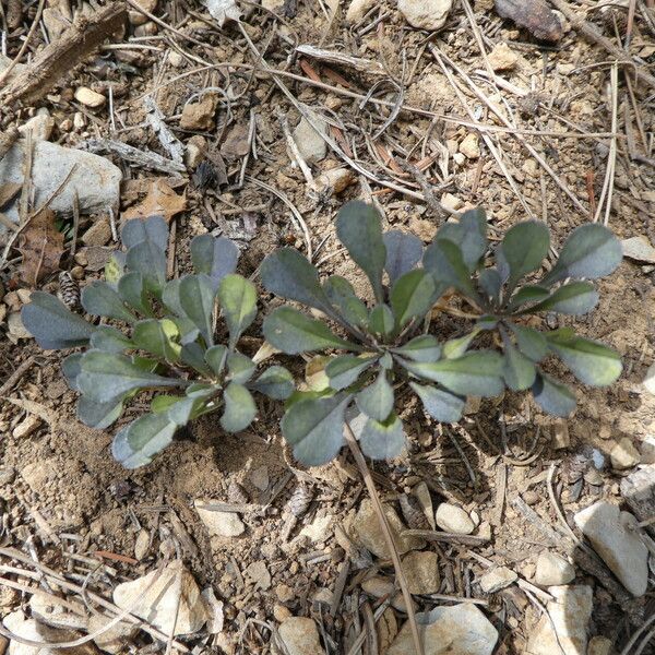 Globularia cordifolia Casca