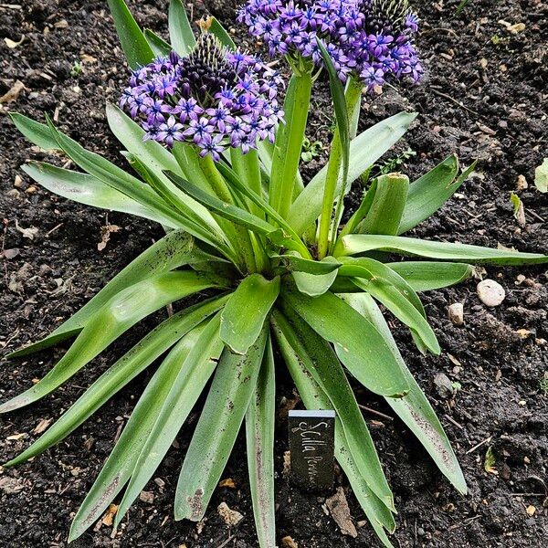 Scilla peruviana Хабит