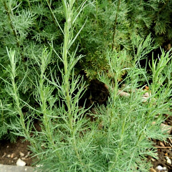 Artemisia abrotanum Habit