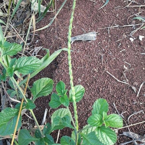 Stachytarpheta indica Other