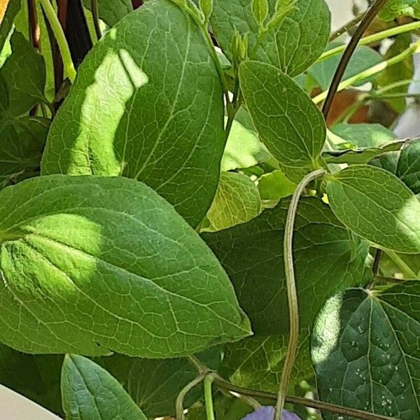 Clematis viticella Fuelha