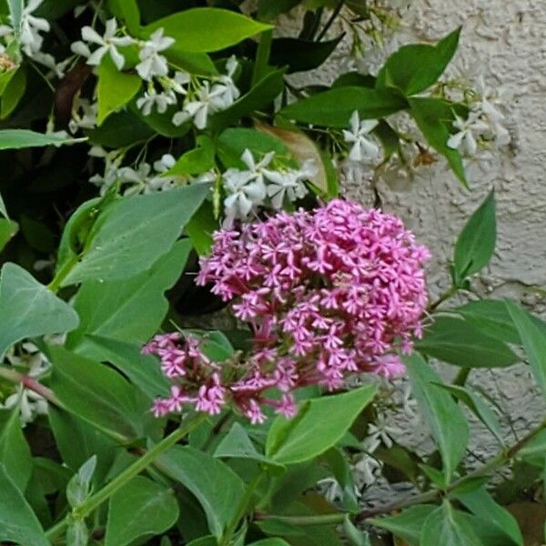 Valeriana lecoqii പുഷ്പം