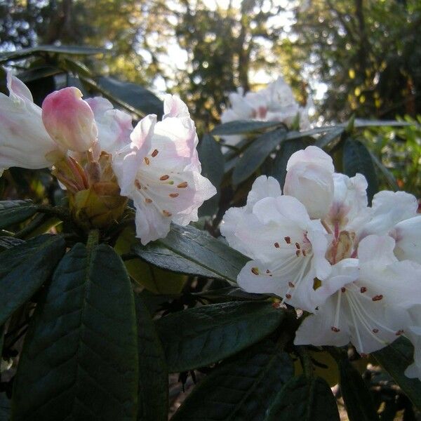 Rhododendron crinigerum Цвят