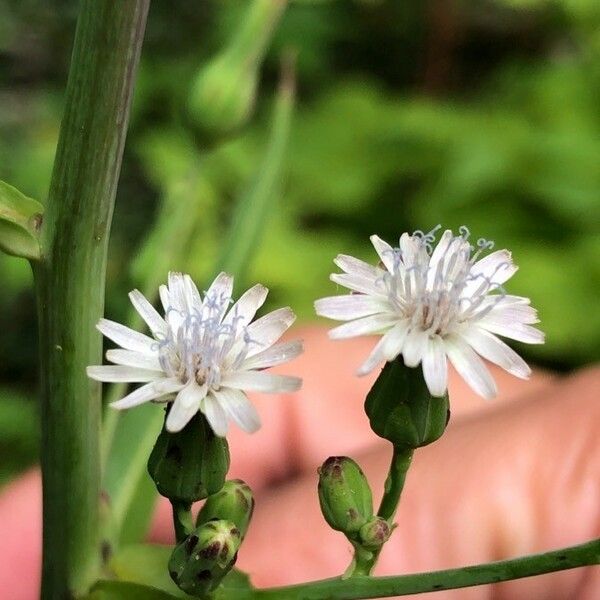 Lactuca biennis Квітка