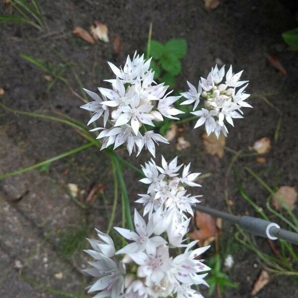 Allium amplectens Flor