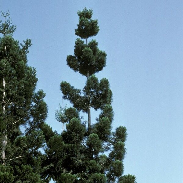 Araucaria cunninghamii Hábito