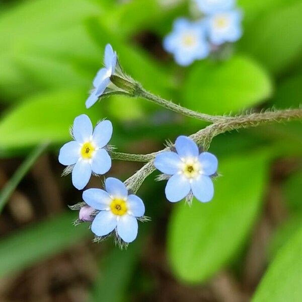 Myosotis arvensis Flor